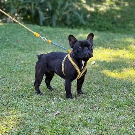 Coleira Peitoral com Guia Reforçada para cachorro pequenos e médios e Filhote de Grandes Raças