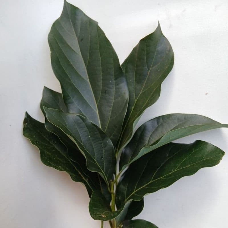 CHA  E BANHO FOLHAS DE ABACATE FRESCA ORGANICAS