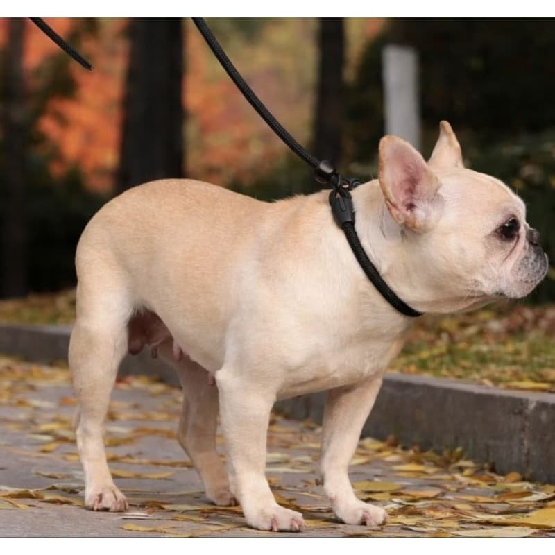 Coleira ajustável com guia deslizante guia unificada para cachorro pet