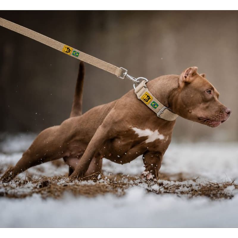 Coleira e Guia Kit Reforçado Cachorro Dogs Grande Médio Porte Passeio Pet Conforto e Estilo