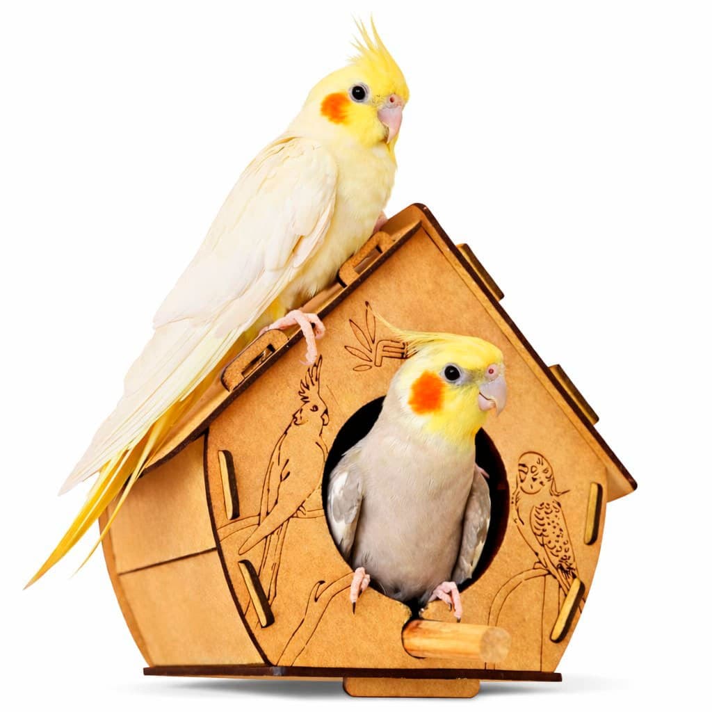Casinha para calopsita para periquito agapornis passarinho pistacideos Flap pet
