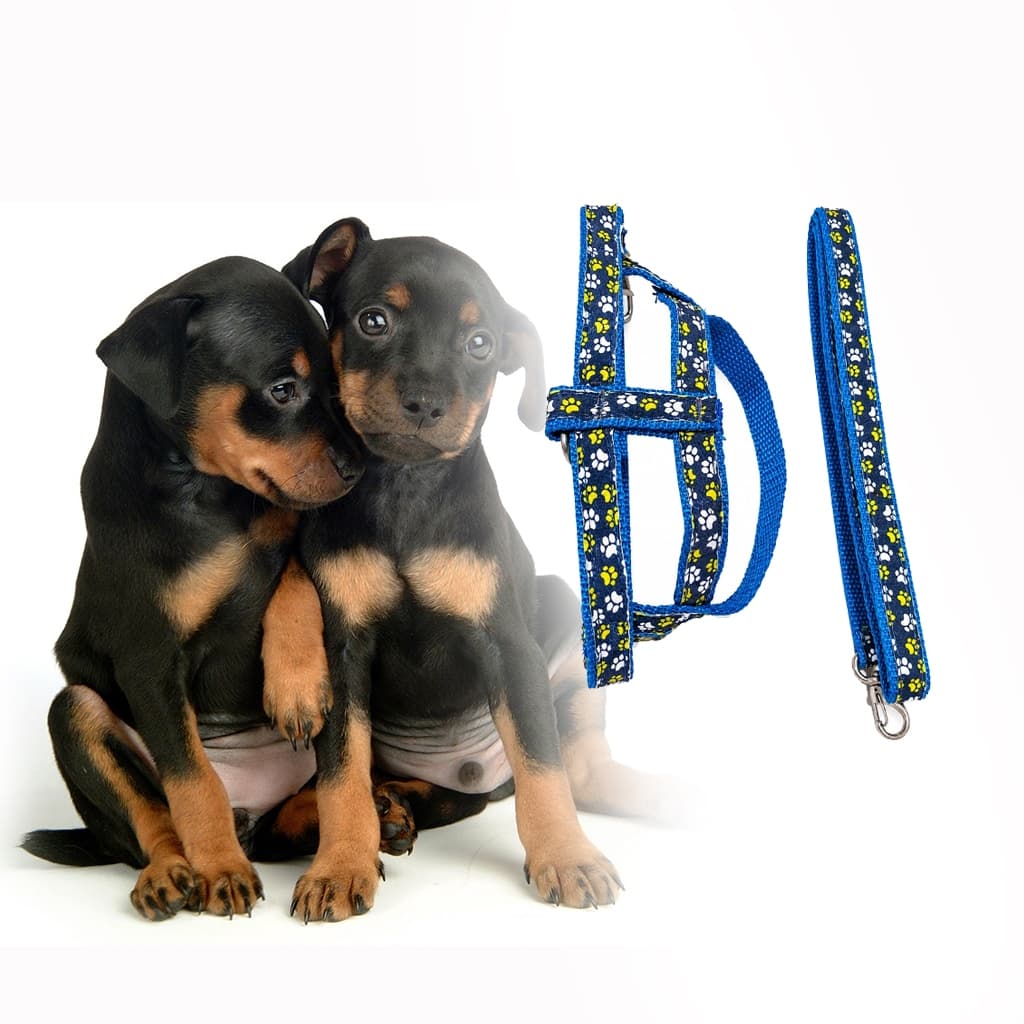 Peitoral Com Guia Para Cachorro Pequeno Nº1 Nylon Reforçado Ajustável Guia 1 Metro