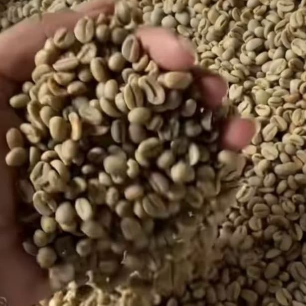 café em grão para torra artesanal - 100% Arábica - Sul de Minas