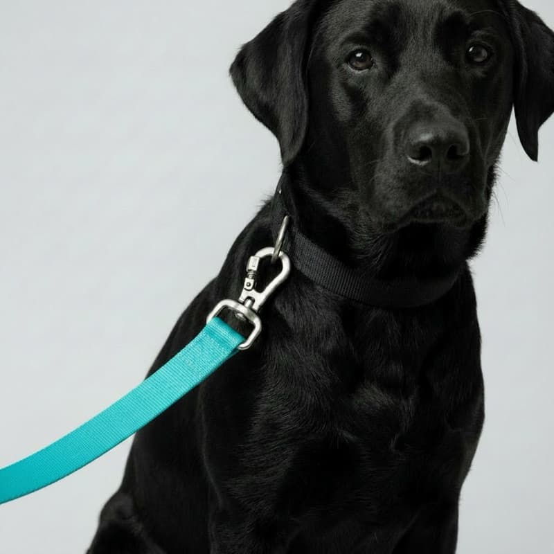 guia para cachorro todos os portes reforçada o mosquetão contem trava de segurança coleira