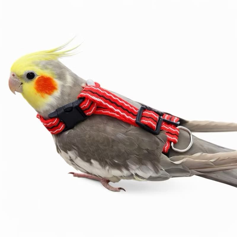 Coleira Guia com Peitoral Ajustável para Pássaros (Calopsita, Agapornis e Similares) 🐤🦜