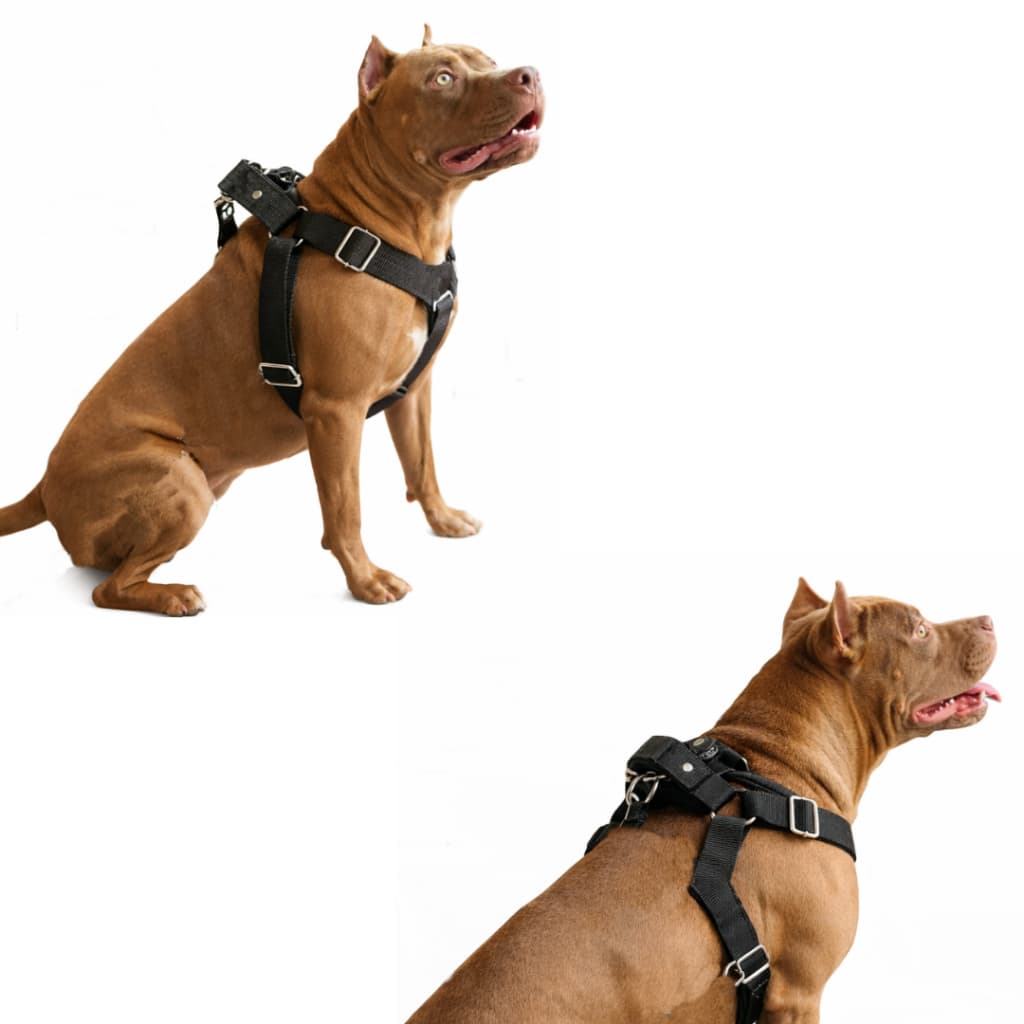 Coleira de cachorro pitbull grande forte Boxer Labrador vai guia anti puxão reforçada