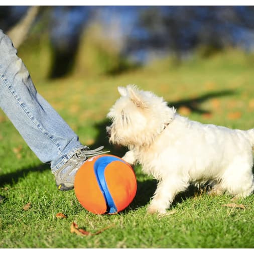 Brinquedo Bola Para Cachorro Chuckit Kick Fetch 20 cm GrandeBrinquedo Bola Para Cachorro Chuckit Kick Fetch 20 cm Grande