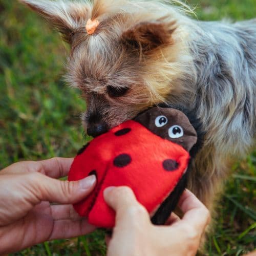 Brinquedo de Pelúcia Rita, a Joaninha Para Cachorro | brinquedo com apito, macio e diferentes texturas - Petiko