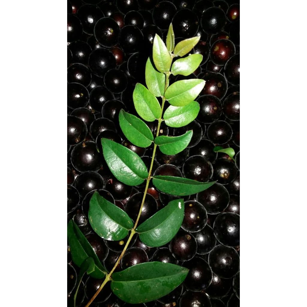 50 Folhas de Jabuticaba Frescas ORGANICAS (colhidas no dia do envio) ERVAS,BANHOS,CHAS