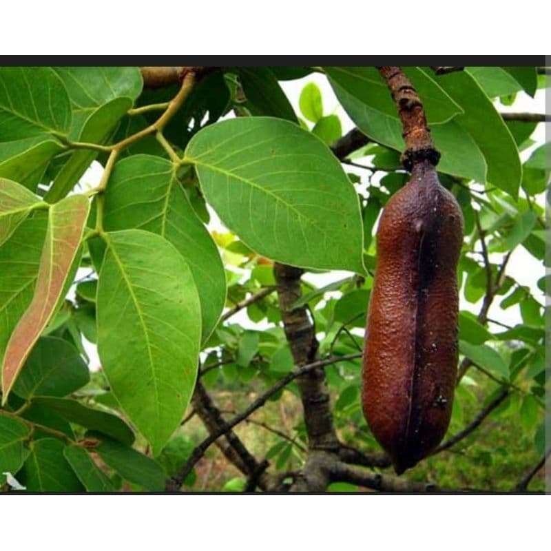 100g de Folhas de Jatobá para chá  natural orgânico da roça
