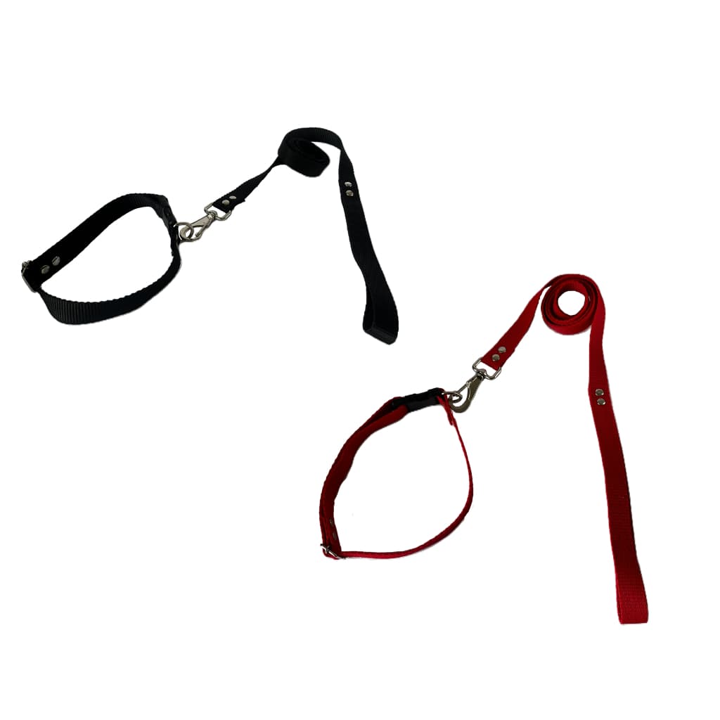 Coleira Para Cachorro Ajustável Conjunto Coleira + Guia Cão Pequeno, Médio e Grande porte Passeio.