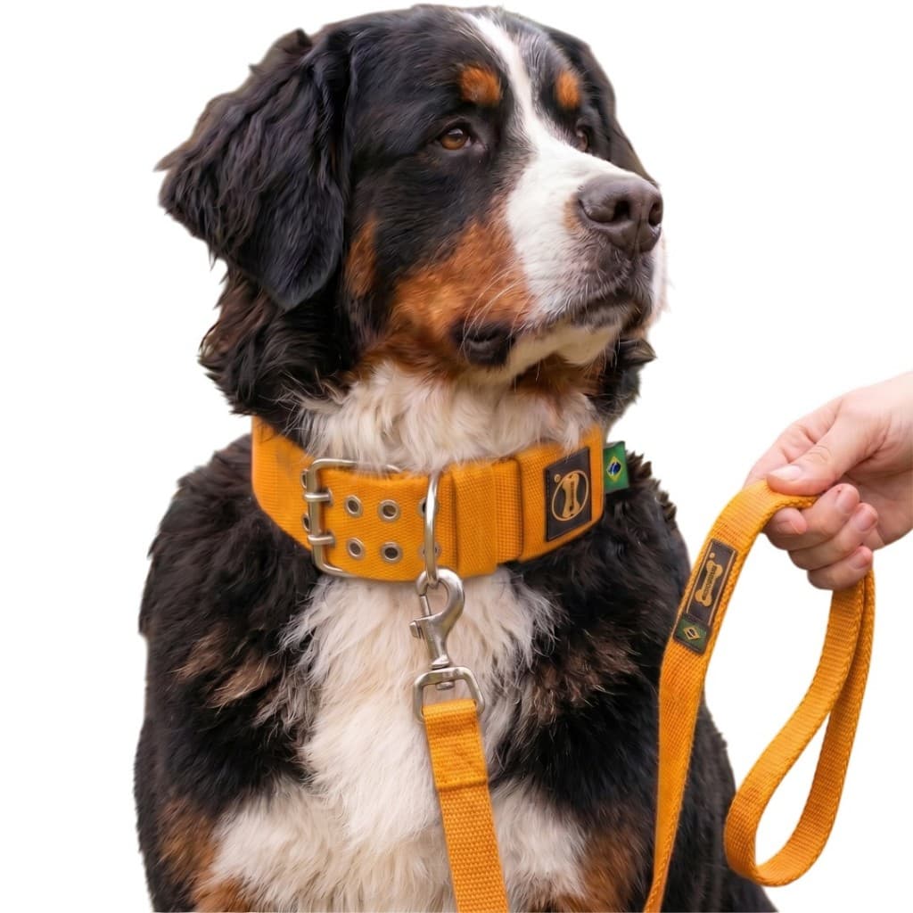 Coleira + guia 80cm Amarela Bernese Cachorro Passeio Dog Cães Pitbull Cão Reforço Resistente Coleiras Amorosso 2 Furos