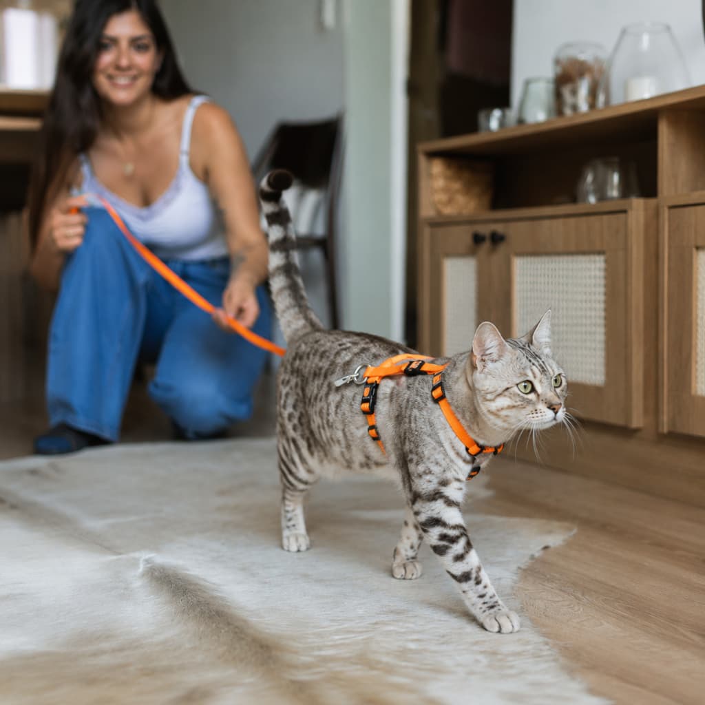 Kit Peitoral e Guia para Gatos Material Resistente Guia Para Passeios