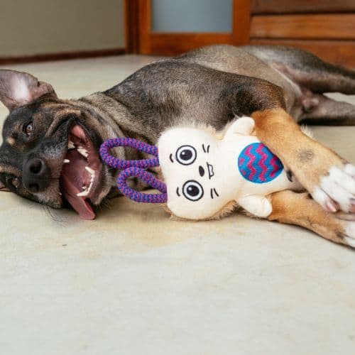 Brinquedo de Pelúcia Enzo Coelho para Cachorro | com corda para puxar, morder e brincar, brinquedo interativo - Petiko