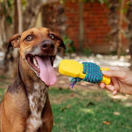 Brinquedo Mordedor com Corda Múmia do Pântano -Tam. G. -  Para Cães - Petiko | Mordedor para Cachorro, Cabo de Guerra