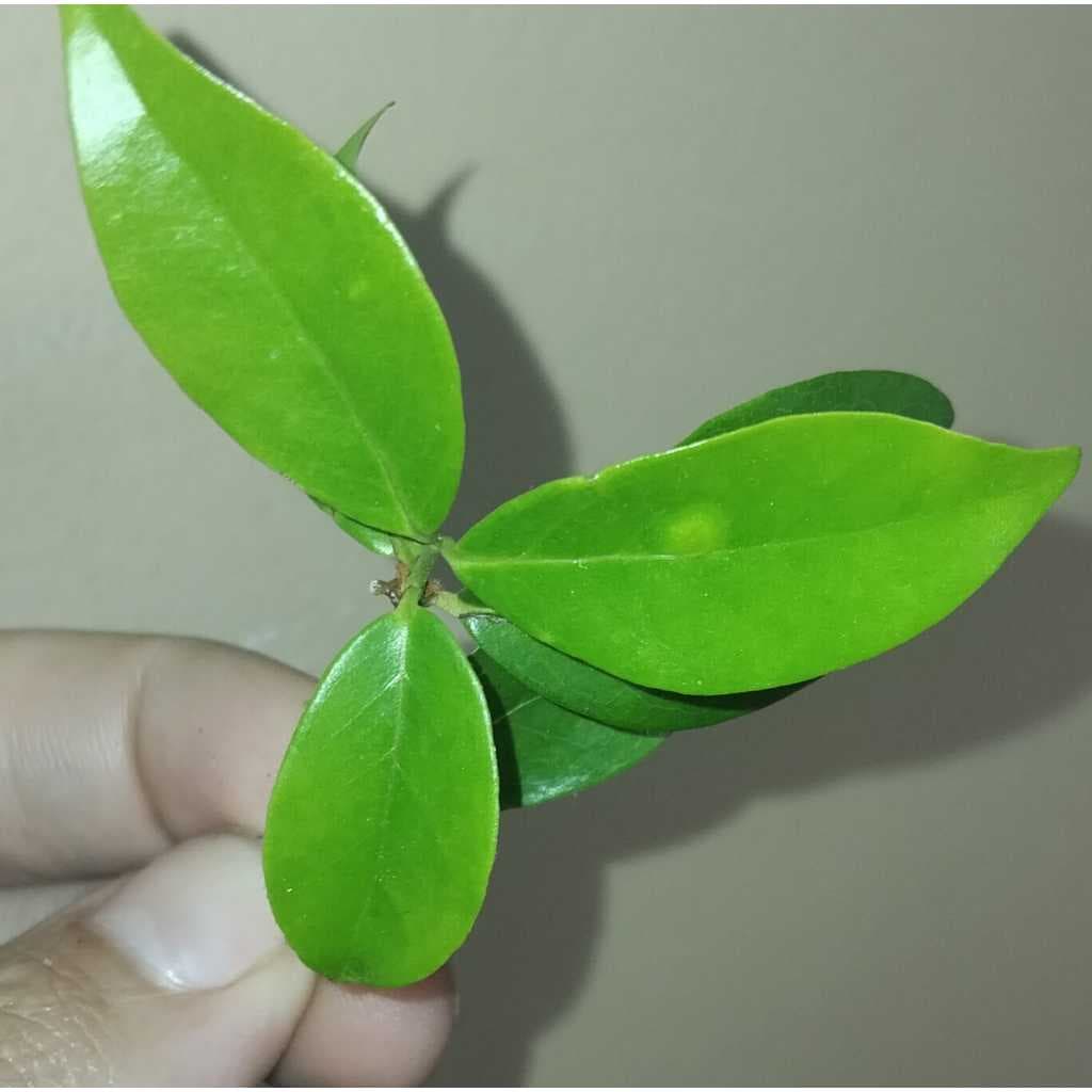 50 Folhas de Pitanga Frescas ORGANICAS (colhidas no dia do envio) ERVAS,BANHOS,CHAS