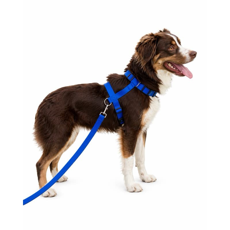Coleira Peitoral Com Guia Para Cachorro Cães Basic Pet