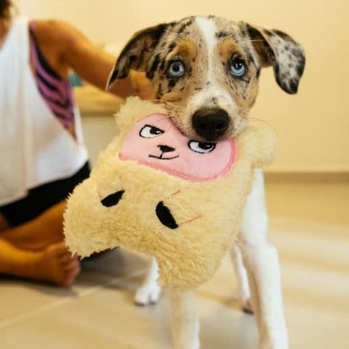 Brinquedo de Pelúcia Canjica, a Ovelha para cachorro | brinquedo macio com apito para morder  - Petiko