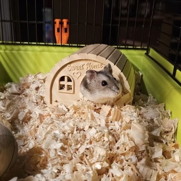 Casinha Para Hamster Toca De Plastico Sweet Home Aconchegante Para Gaiola Pet Mini Roedores