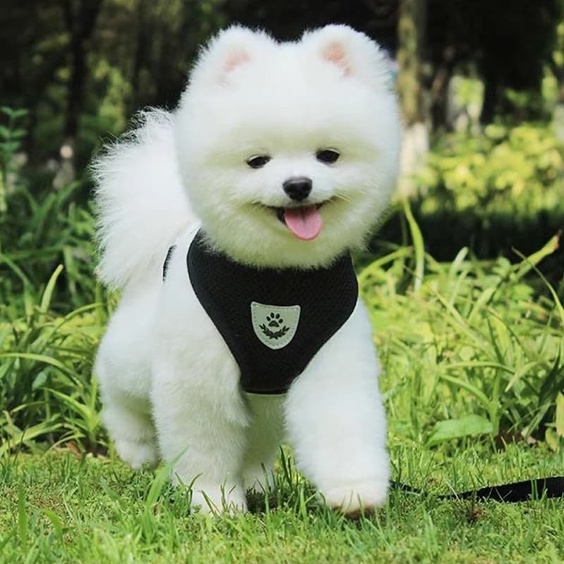 Coleira Peitoral para Cachorro Pequenos e Médios Com Guia Pet