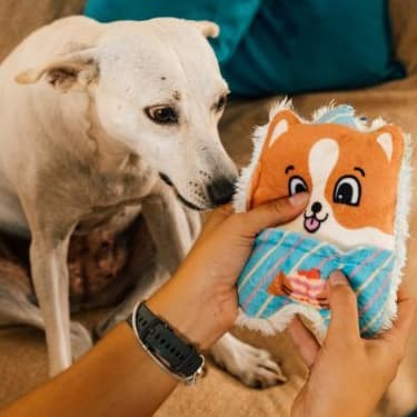 Brinquedo de Pelúcia Cadu Festeiro para cachorro | Pelúcia Macia Brinquedo para Companhia - Petiko
