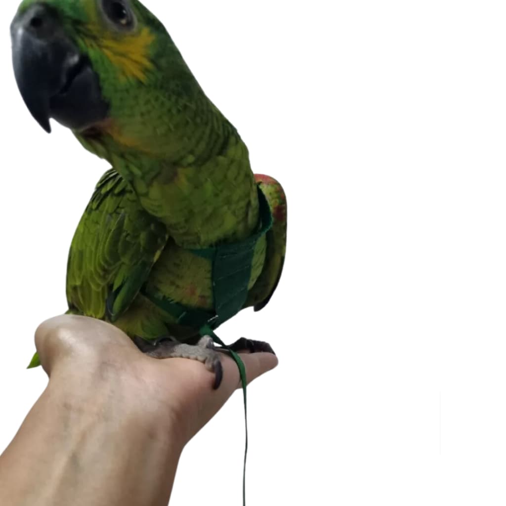 Peitoral Com guia - Papagaio Uso Fácil