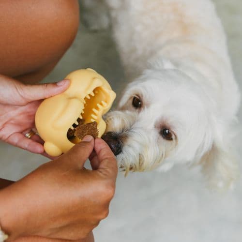 Dispenser de Petiscos Fred, o Coelho para cachorro | Brinquedo Interativo para Cachorro - Petiko