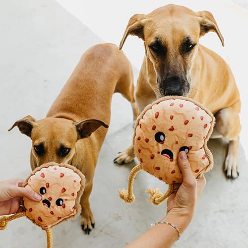 Brinquedo de Pelúcia Charles Cookie para cachorro - Tam. P. | brinquedo macio com apito e corda para morder  - Petiko