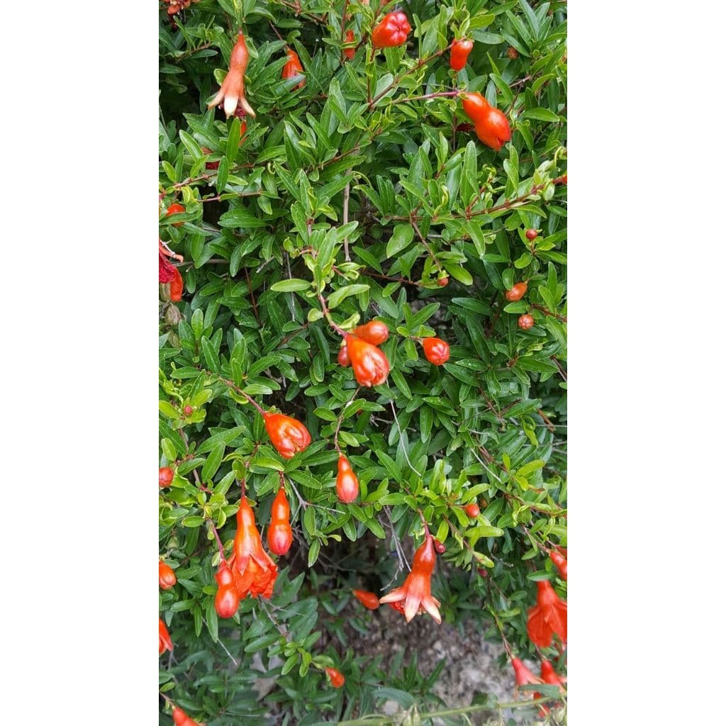 50 Folhas de ROMÃ Frescas ORGANICAS (colhidas no dia do envio) ERVAS,BANHOS,CHAS
