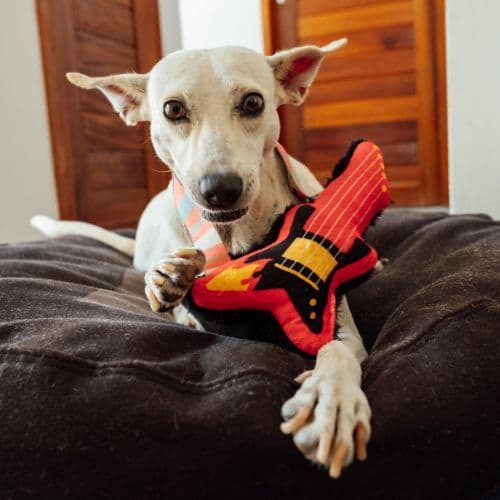 Brinquedo de Pelúcia Guitarra Star Para Cachorro | brinquedo macio, para companhia - Petiko