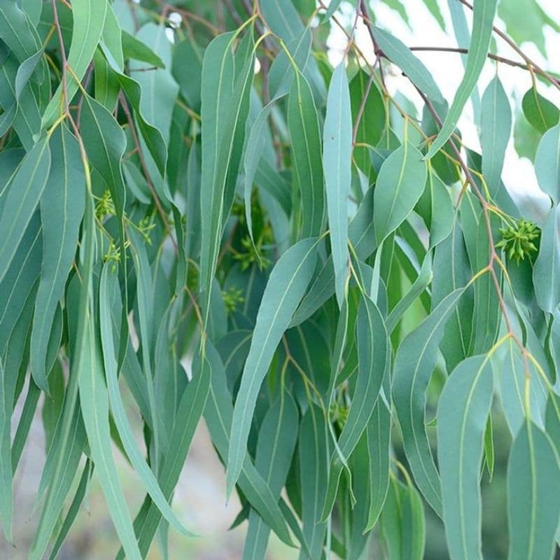 Folhas de Eucalipto Natural  Banhos Espirituais/Limpeza Energética e Aromaterapia