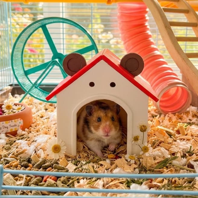 Casinha de Ursinho Pet 3D Decorativa – Estilo Minimalista e Fofa para Hamsters Decoração Esconderijo Brinquedo