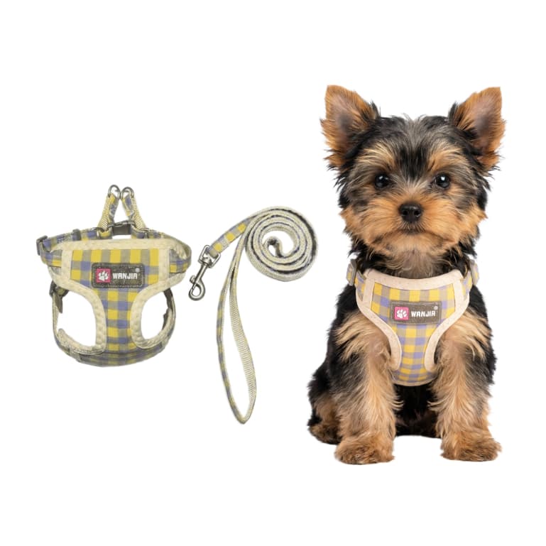 Coleira para Cachorro, Guia + Peitoral Ajustável, Reforçada, Pet Cão, Filhote, Raças Pequena e Micro