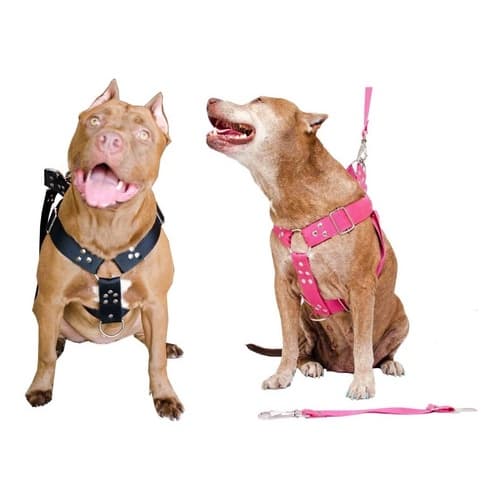 Coleira Peitoral Cachorro Guia Adaptador Doberman Guia 2metr