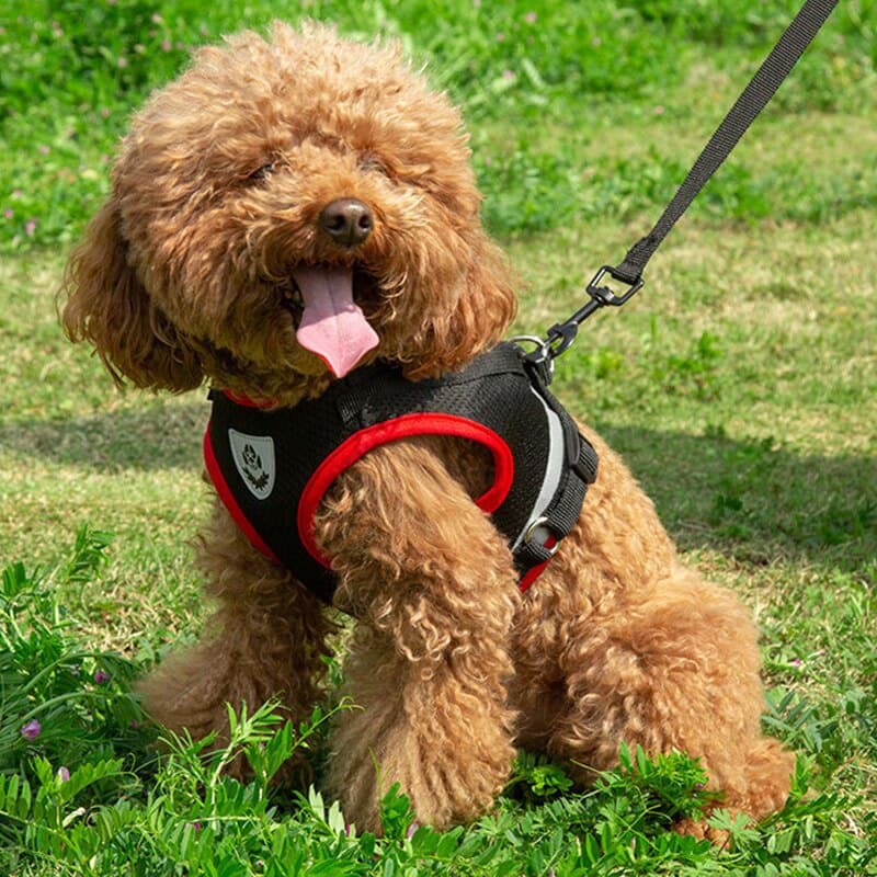 Coleira Peitoral de malha para cachorro e gato, conjunto de guia e coleira tipo colete para pet pequenos e médios.