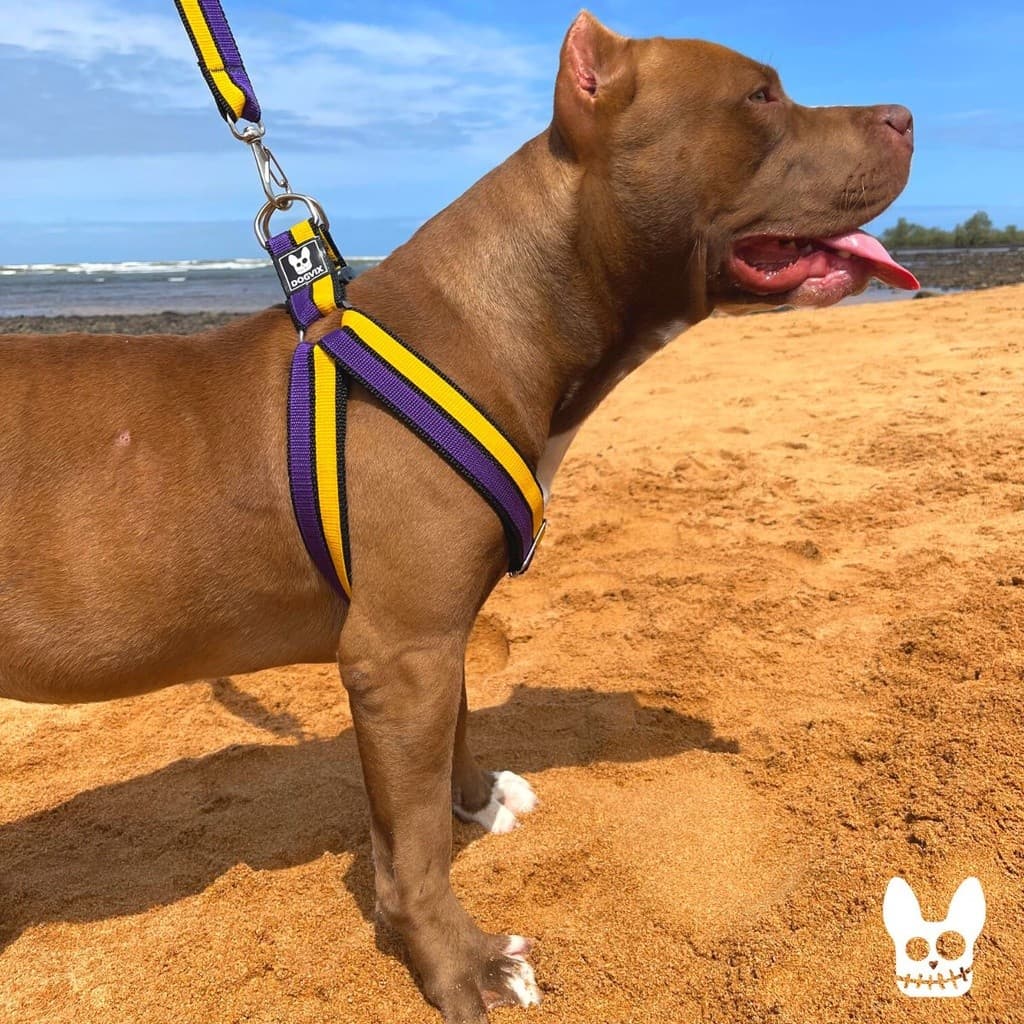 Coleira Peitoral Com Guia Estilo Americano 4 Ajustes Confortável e Reforçado Para Cachorro