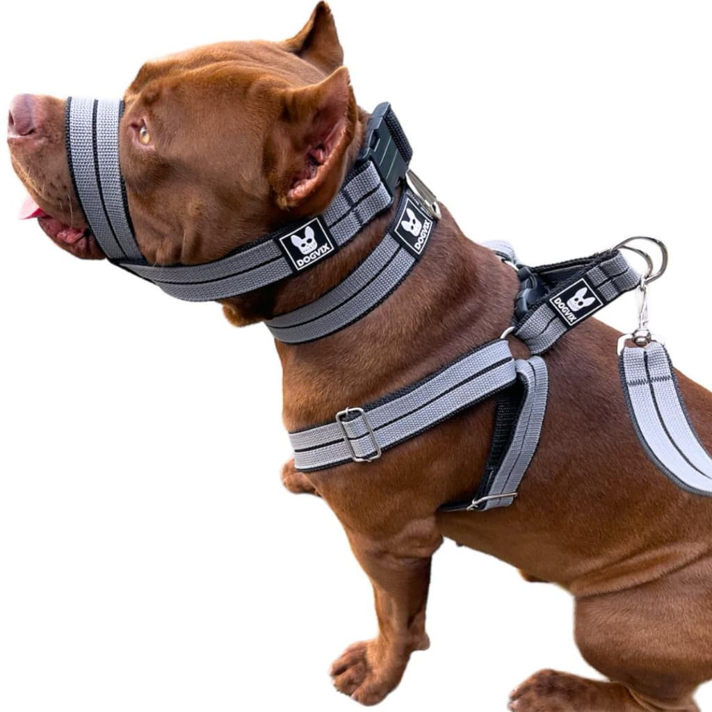 Combo Coleira Peitoral Guia Focinheira Para Cães de Médio a Grande Porte - Completo