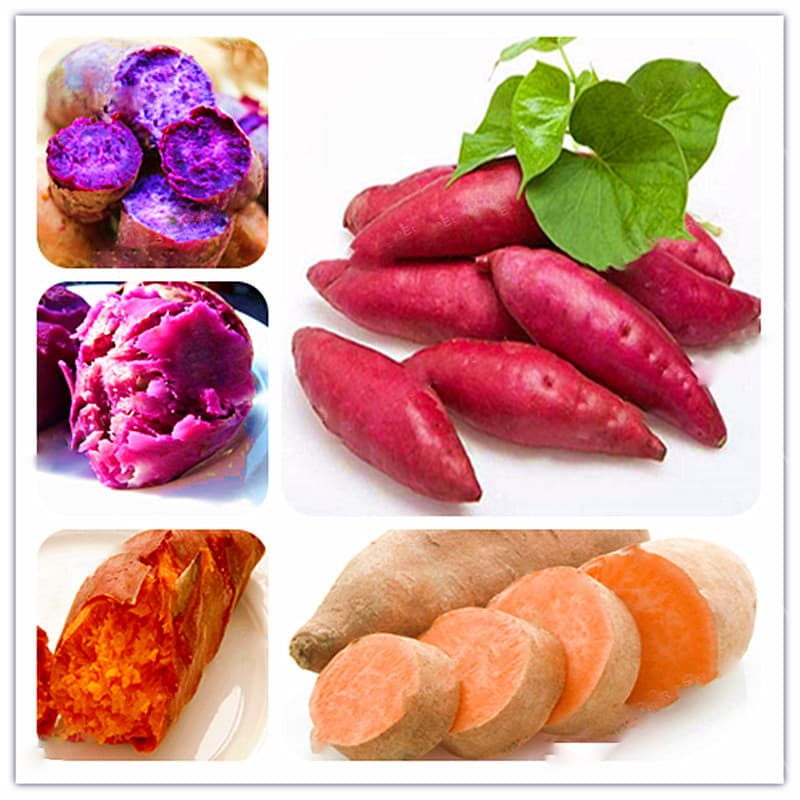 Sementes de Batata-Doce 200/500 Unidades | Vegetal Saudável para Plantio | Alta Germinação para Horta e Jardim