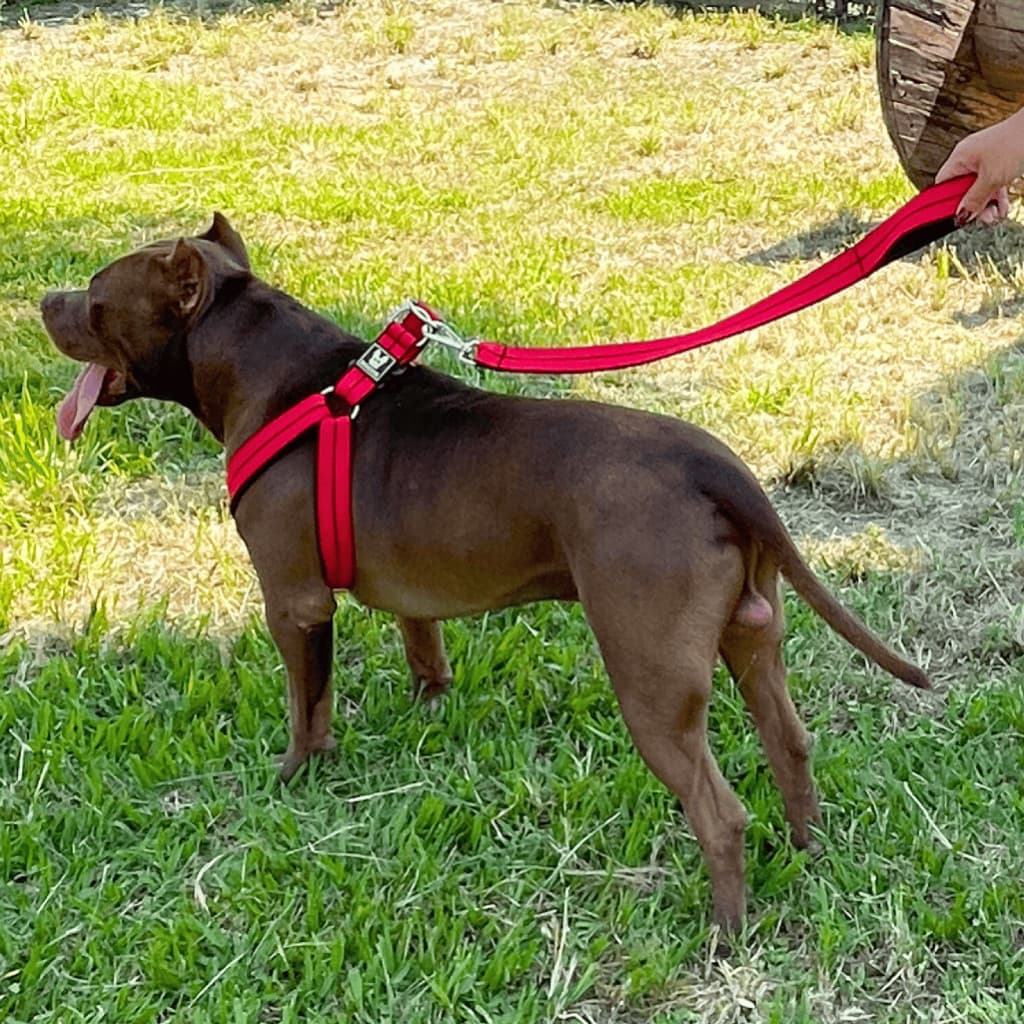 Coleira Peitoral Americano Com Guia Para Cachorro Pet Super Resistente Regulável Confortável