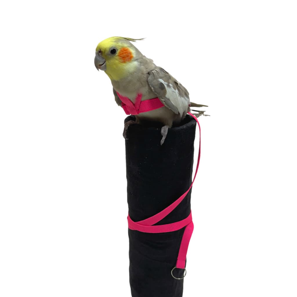 Coleira Peitoral Para Calopsita Ajustável + Guia Elástico Super Confortável Vila do Pet