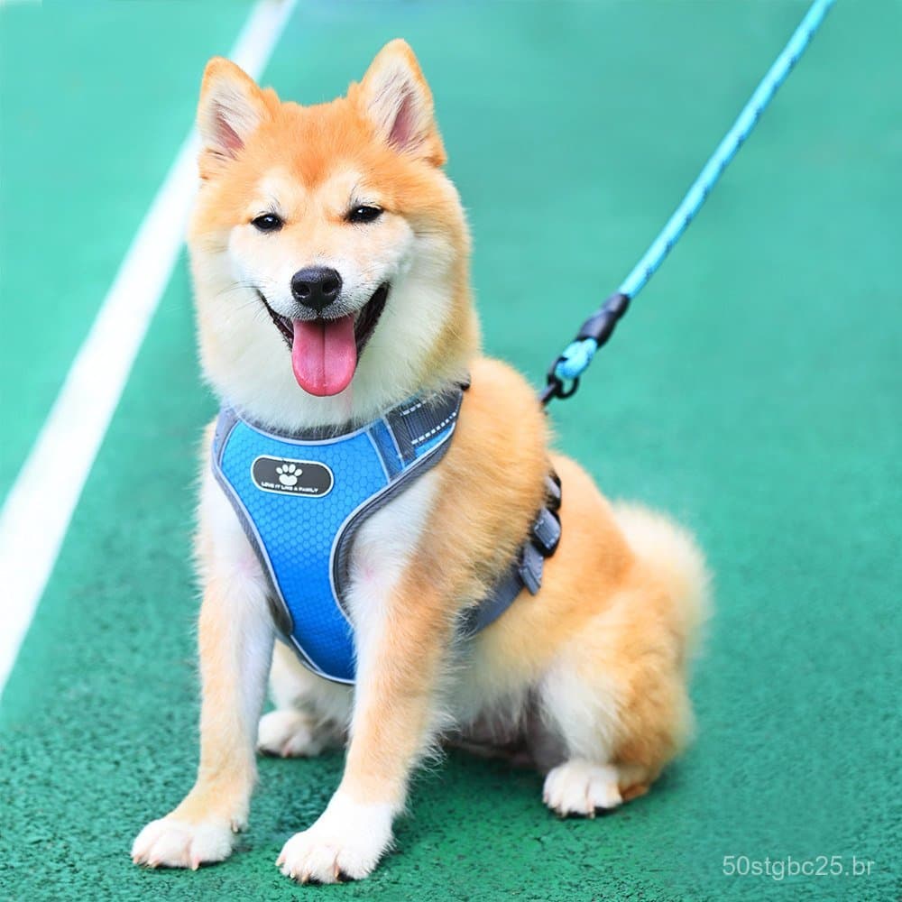 Coleira e guia para cães médios e grandes, guia anti-puxão para passeio, coleira para Shiba Inu, guia para cães pequenos