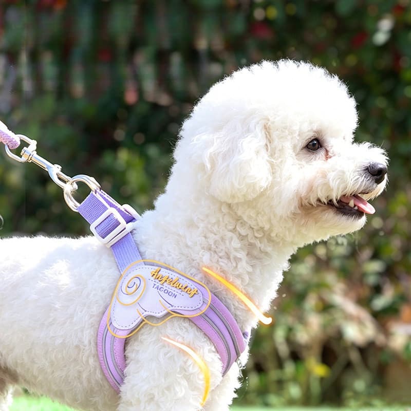 [Em estoque] Nova coleira para gatos e cães pequenos, coleira e guia universal para animais de estimação, design anti-fu
