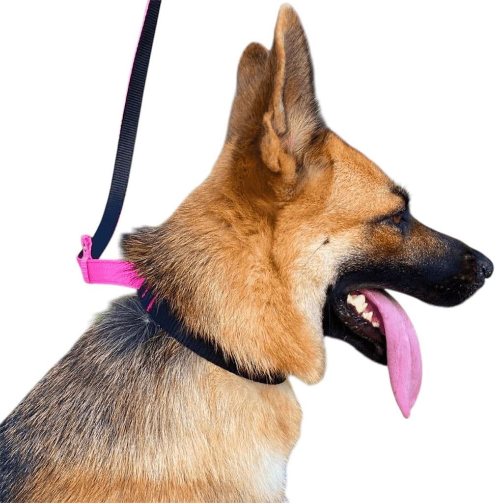 Guia Coleira Enforcador Unificado Pet para Cão – Ideal para Pitbull e Passeios com Adestramento