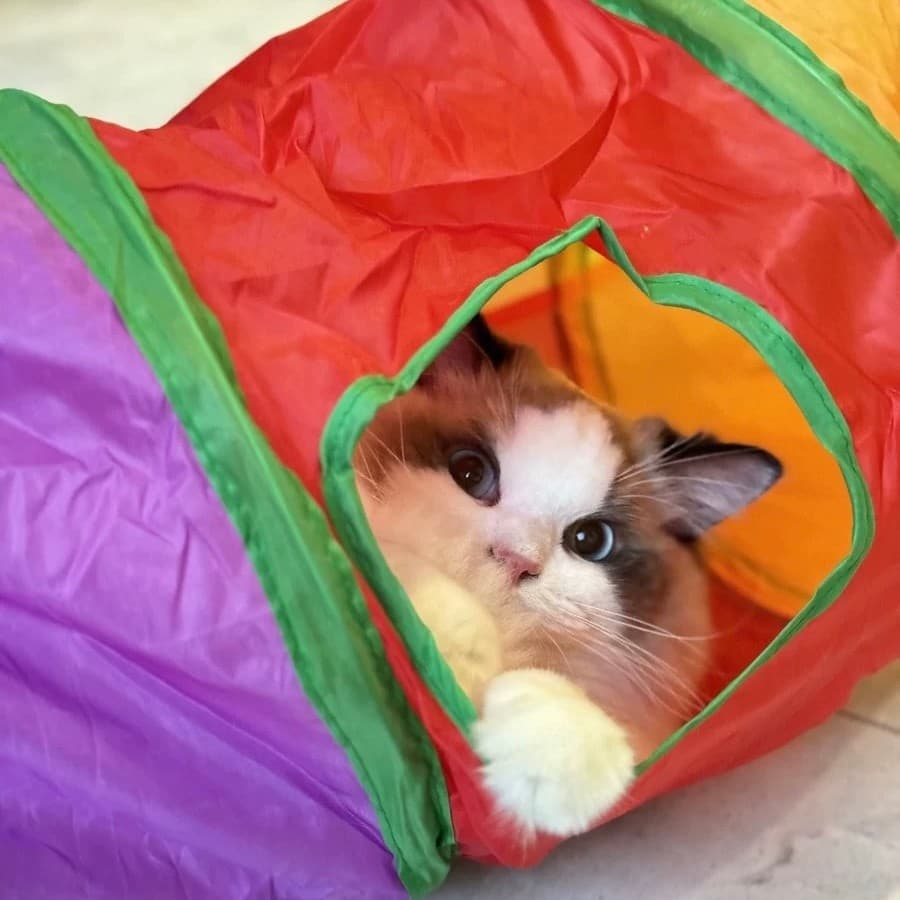 Brinquedo Para Pets Túnel Labirinto Para Gatos Cães Colorido-SUN