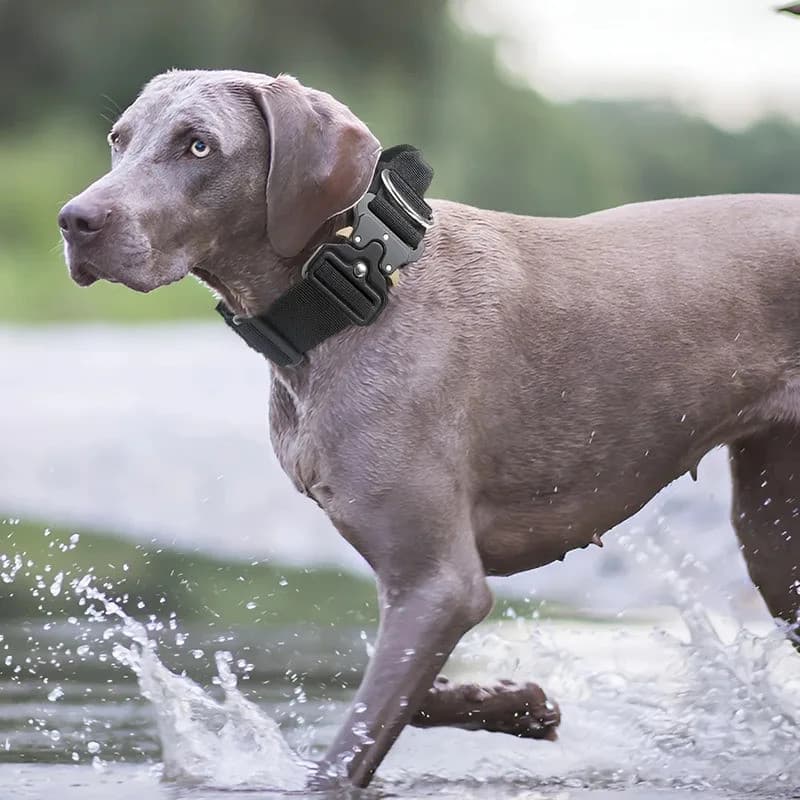 Coleiras para Cães, Acessórios para Animais de Estimação, Suprimentos para Animais, Coleira e Guia Filhotes, Coleir
