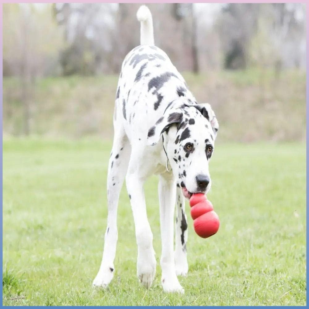 Brinquedos Para Cães Kong , Clássicos Cachorros Capacidades De Enchimento De Guloseimas , Salto Errático , Brinquedo Dur