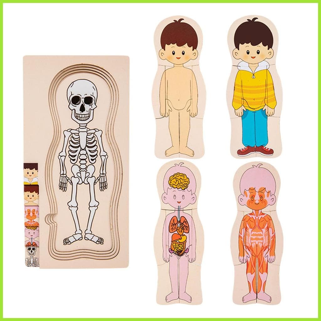 Estrutura Do Corpo Humano Quebra-Cabeça Aprender Peças Brinquedos Educativos Reconhecimento De Órgãos Humanos Brinquedo 