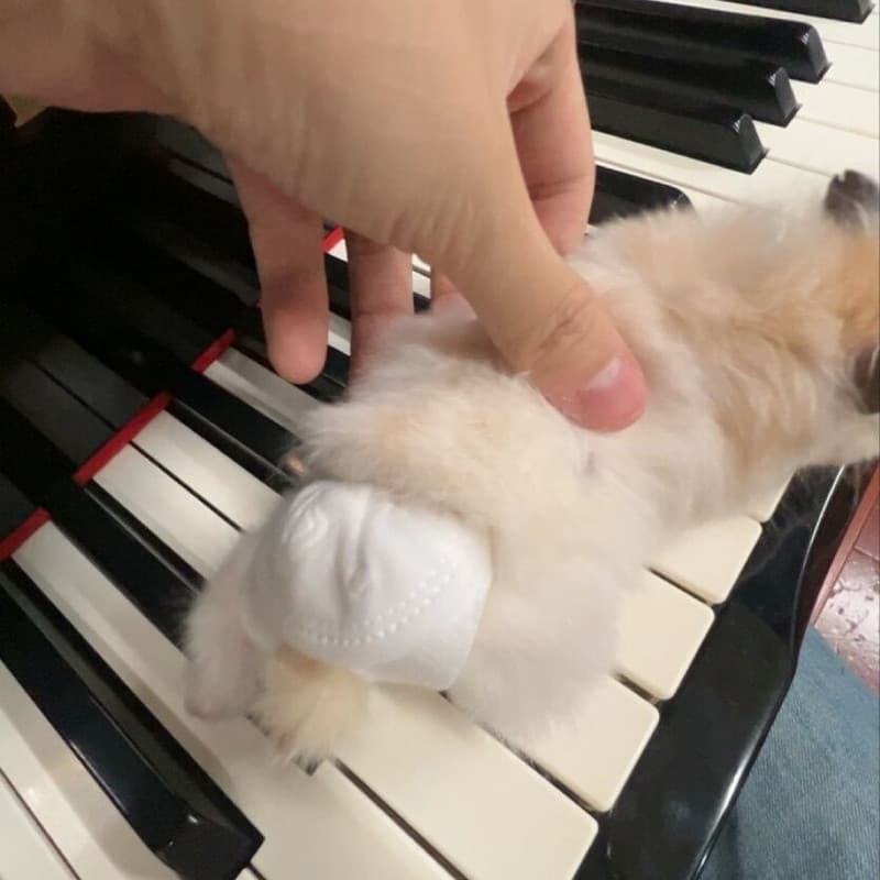 Fraldas especiais para hamster Fraldas molhadas para hamster Fraldas descartáveis de bolso