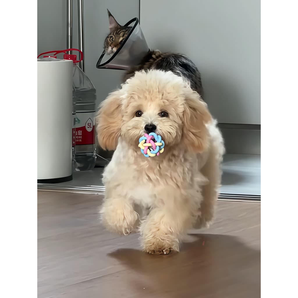 Bola de brinquedo para cachorro, filhote de cachorro, não pode morder, Molar ruim, resistente à mordida, bola saltitante