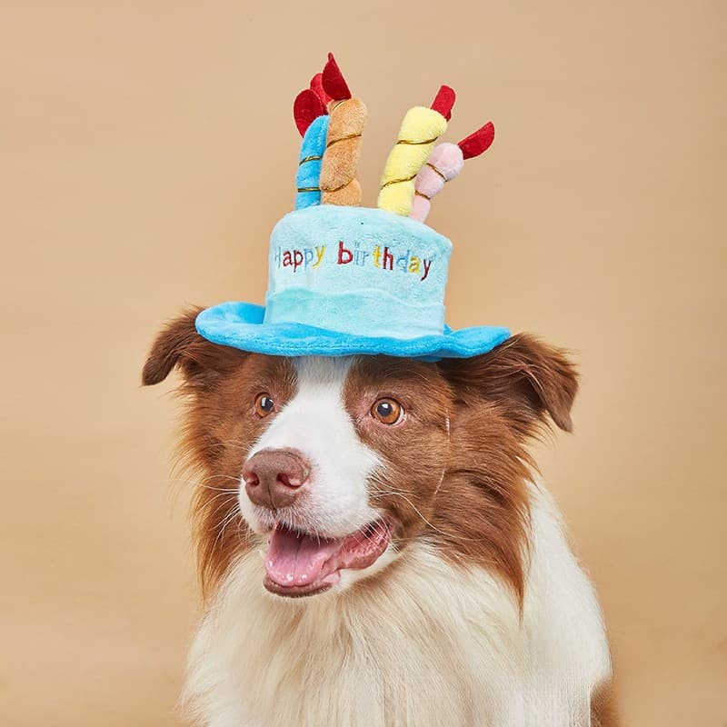 Chapéu de aniversário para animais de estimação brinquedo gato cachorro brinquedo de presente de ano novo 